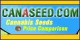 cannabis seeds