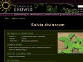 Salvia Divinorum at Erowid