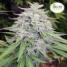 Bangi Haze - click to compare prices