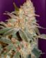 Black Diesel - click to compare prices