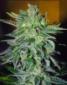 Haze Mist - click to compare prices