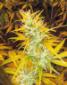 Senegal Haze Seeds - click to compare prices