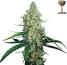 G13 Haze Feminized - click to compare prices