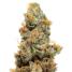Pineapple Chunk - click to compare prices