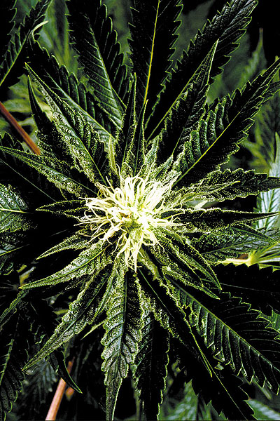 has anyone heard of honolulu rose marijuana? | Yahoo Answers