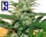 Citral Skunk - click to compare prices