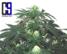 Herijuana Jack 33 - click to compare prices