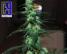 Nl5 Haze Jack 33 - click to compare prices