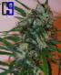 Super Haze - click to compare prices