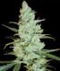 Critical Jack Herer - click to compare prices