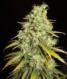 Critical Super Silver Haze - click to compare prices