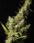 Southern Lights - click to compare prices