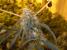 C-13 Haze Seeds - click to compare prices