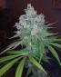 Kandy Kush X Skunk - click to compare prices
