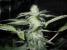 Sharksbreath Seeds - click to compare prices