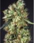 Dutch Haze - click to compare prices