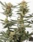 Ortega Indica - click to compare prices