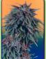 Durban Poison - click to compare prices