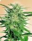 Big Bud Seeds - click to compare prices