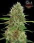 Jamaican Dream - click to compare prices