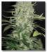 White Widow X Big Bud - click to compare prices