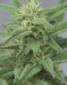 Maroc Seeds - click to compare prices