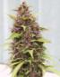 Purple Power Seeds - click to compare prices