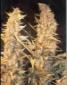 Skunk Special Seeds