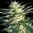 Citrus Skunk - click to compare prices