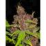 Purple Mazar - click to compare prices