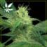 Kings Kush - click to compare prices