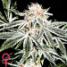 White Widow - click to compare prices