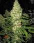 Goldfinger - click to compare prices