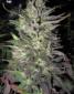 Thunderbud - click to compare prices