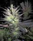 Thunderbud Haze - click to compare prices