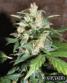 Auto Ak47 X Auto Blueberry - click to compare prices