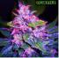 Automatic Blueberry Seeds - click to compare prices