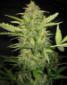 Automatic Lemon Skunk Seeds - click to compare prices
