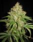 Automatic White Moscow Seeds - click to compare prices
