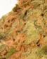 Big Bud Feminized - click to compare prices