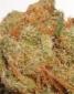 Northern Lights Feminized - click to compare prices