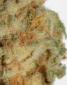 White Widow Feminized