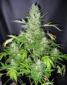 Masterkush X Skunk - click to compare prices