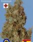 Afghani Kush - click to compare prices