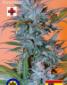 Bc Golden Skunk - click to compare prices