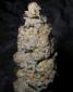 Grapegod - click to compare prices