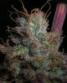 Romulan - click to compare prices