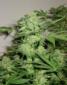 Auto Northern Lights - click to compare prices