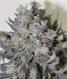 Blue Mystic - click to compare prices