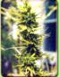 California Orange Bud - click to compare prices